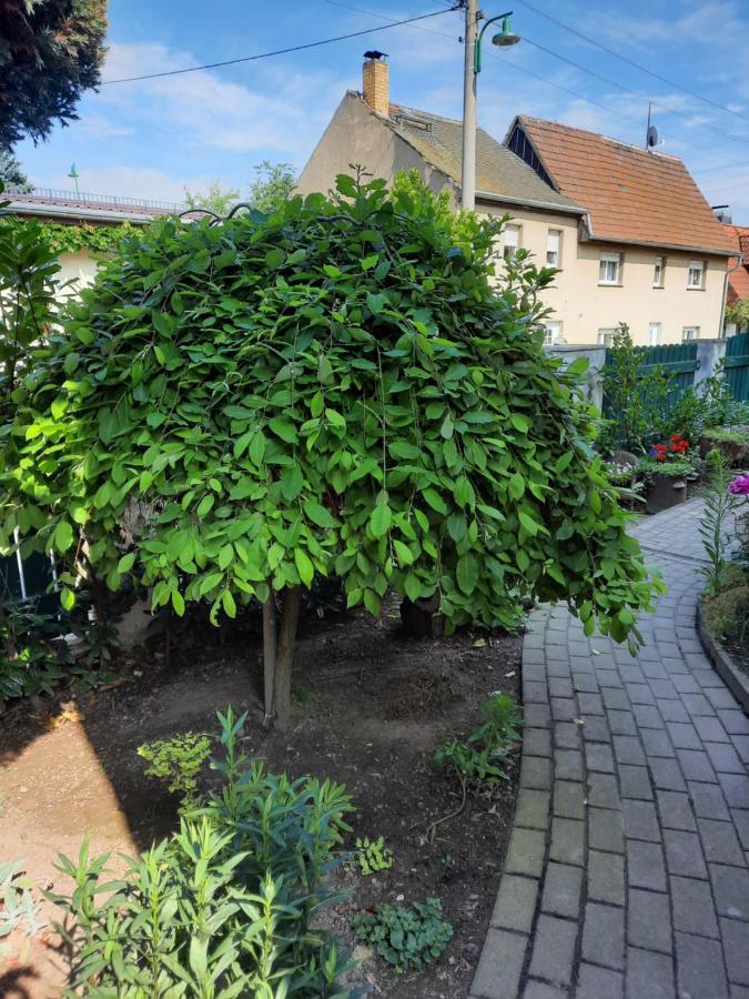 Gaestewohnung Am Thuemmlitzwald 格里马 外观 照片